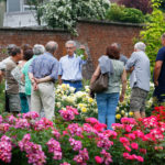 11h00 : visite guidée “Découvrons les nouvelles roses”