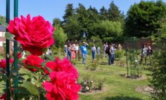 En juin, venez découvrir la beauté des Jardins des Roses du Roeulx
