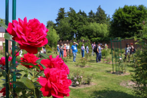 En juin, venez découvrir la beauté des Jardins des Roses du Roeulx
