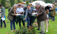 Photos du 61e Concours International de Roses Nouvelles du Roeulx