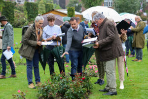 Photos du 61e Concours International de Roses Nouvelles du Roeulx