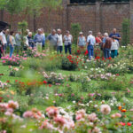 11h00 : visite guidée “Découvrons les nouvelles roses”